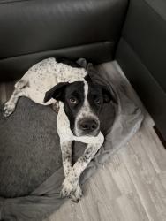 Lost Male Dog last seen Near winners circle, West Odessa, TX 79763