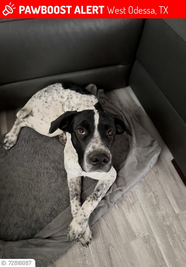 Lost Male Dog last seen Near winners circle, West Odessa, TX 79763