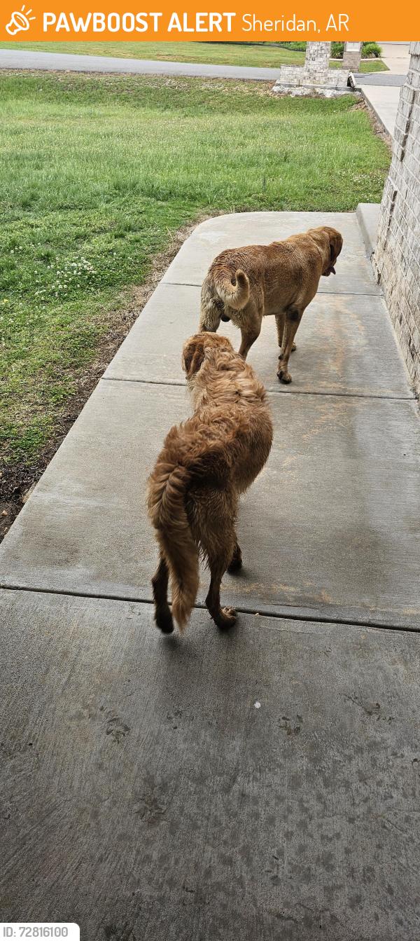 Found/Stray Unknown Dog last seen Sheridan Intermediate School, Sheridan, AR 72150