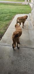 Found/Stray Unknown Dog last seen Sheridan Intermediate School, Sheridan, AR 72150