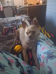 Lost Female Dog last seen Interquest, Colorado Springs, CO 80921
