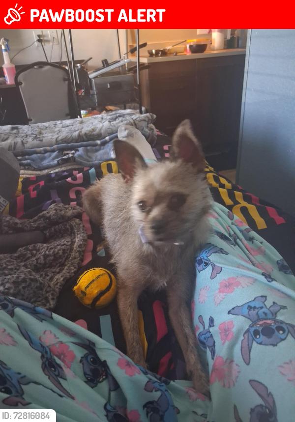 Lost Female Dog last seen Interquest, Colorado Springs, CO 80921