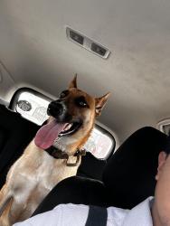Found/Stray Male Dog last seen Fm1960, Humble, TX 77338