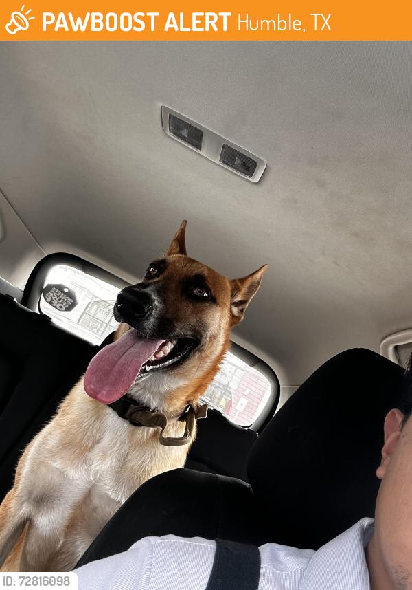 Found/Stray Male Dog last seen Fm1960, Humble, TX 77338