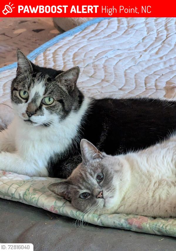 Lost Male Cat last seen Davidson Cty. Willow Oak/W Lexington Ave Ext , High Point, NC 27262