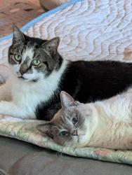 Lost Male Cat last seen Davidson Cty. Willow Oak/W Lexington Ave Ext , High Point, NC 27262