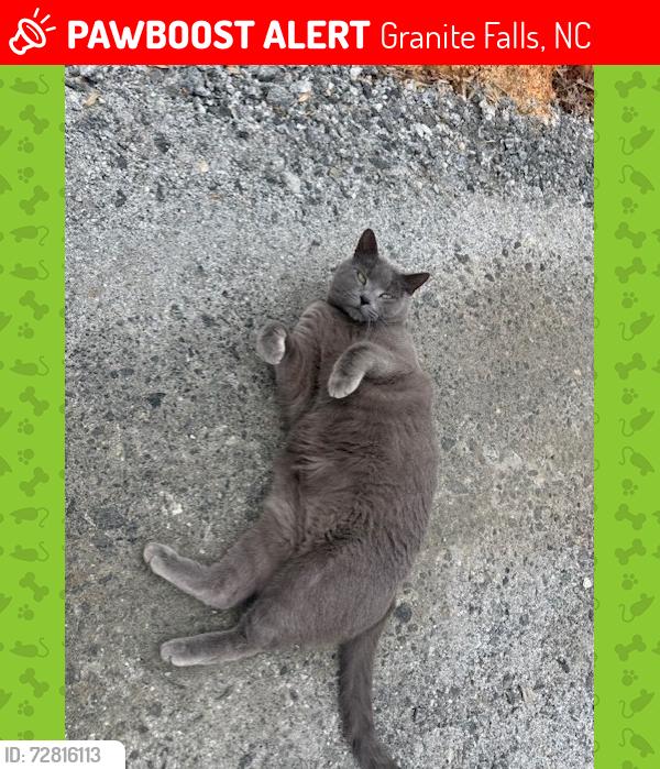 Lost Male Cat last seen Near Starnes Road, Granite Fall NC, Granite Falls, NC 28630
