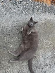 Lost Male Cat last seen Near Starnes Road, Granite Fall NC, Granite Falls, NC 28630