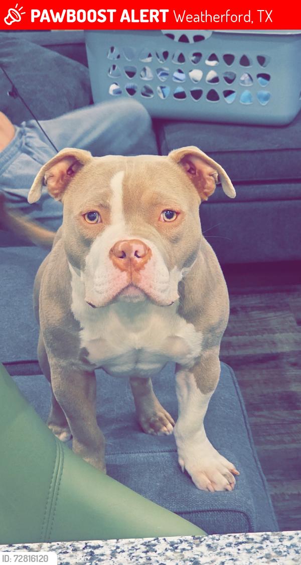 Lost Female Dog last seen EonMobil on clearlake, Weatherford, TX 76087