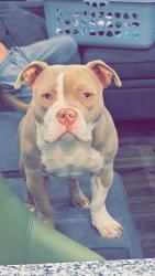 Lost Female Dog last seen EonMobil on clearlake, Weatherford, TX 76087