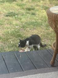 Found/Stray Unknown Cat last seen Family dollar 4050 Mitc Mill Rd Raleigh, NC  27616 United States, Wake County, NC 27587