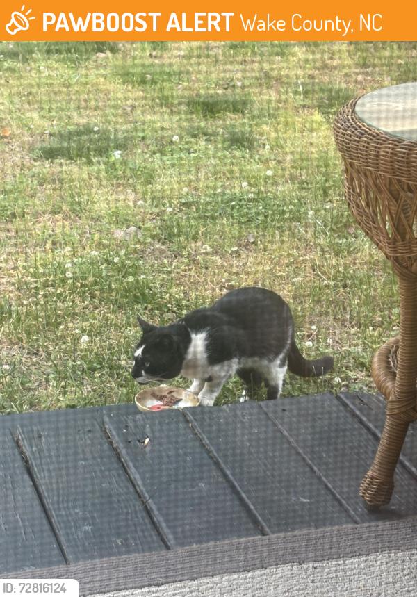 Found/Stray Unknown Cat last seen Family dollar 4050 Mitc Mill Rd Raleigh, NC  27616 United States, Wake County, NC 27587