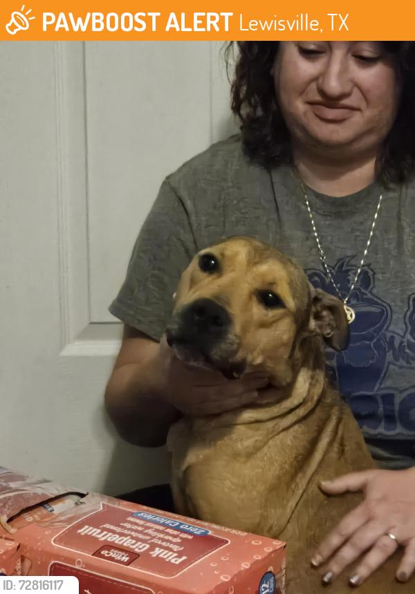 Found/Stray Female Dog last seen Fox and valley, Lewisville, TX 75067