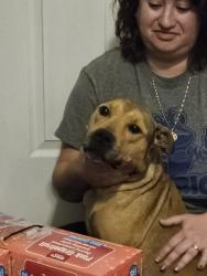 Found/Stray Female Dog last seen Fox and valley, Lewisville, TX 75067