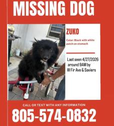 Lost Male Dog last seen Saviors rd, Oxnard, CA 93033