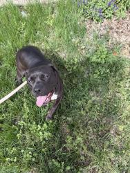 Found/Stray Female Dog last seen Wesley hosp, Auchenflower, QLD 4066