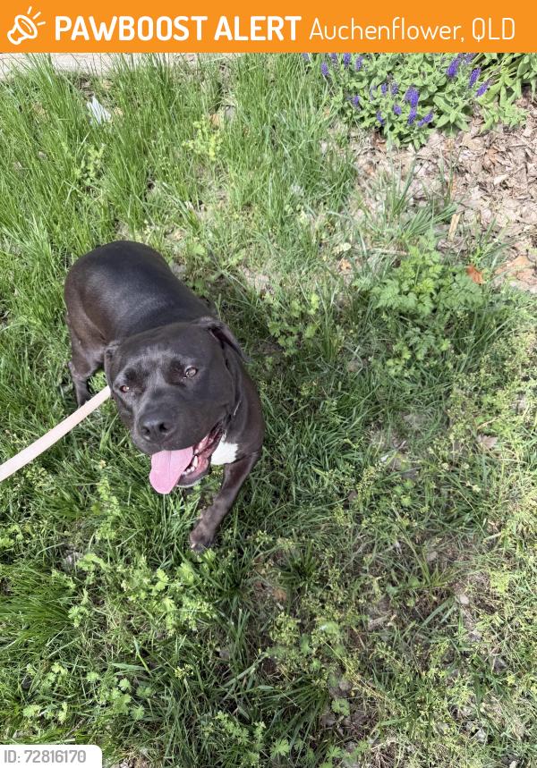 Found/Stray Female Dog last seen Wesley hosp, Auchenflower, QLD 4066