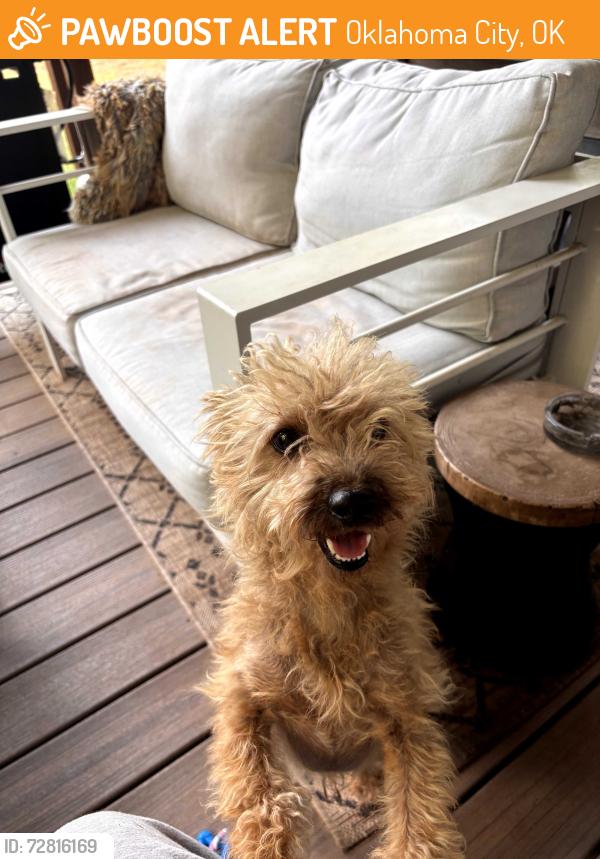 Found/Stray Male Dog last seen NW 27th & McKinley , Oklahoma City, OK 73106