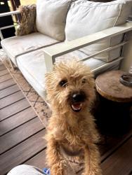 Found/Stray Male Dog last seen NW 27th & McKinley , Oklahoma City, OK 73106