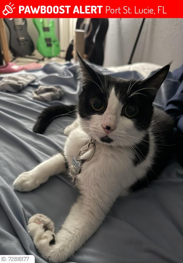 Lost Female Cat last seen Veteran Memorial , Port St. Lucie, FL 34952