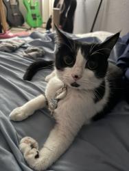 Lost Female Cat last seen Veteran Memorial , Port St. Lucie, FL 34952