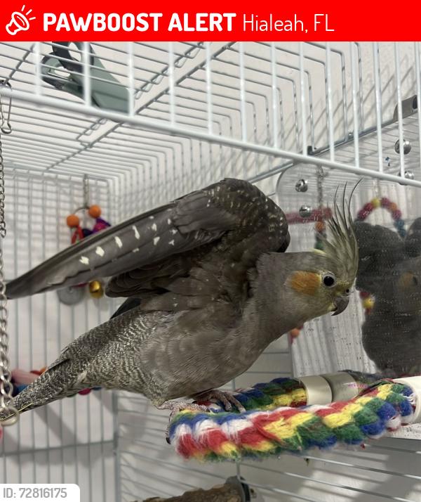 Lost Female Bird last seen East Hialeah / cerca de Le Jeune y 49th St), Hialeah, FL 33010
