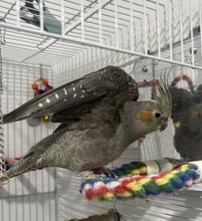 Lost Female Bird last seen East Hialeah / cerca de Le Jeune y 49th St), Hialeah, FL 33010