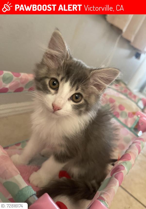 Lost Female Cat last seen Between el evado and la Mesa , Victorville, CA 92392