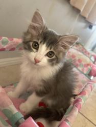 Lost Female Cat last seen Between el evado and la Mesa , Victorville, CA 92392