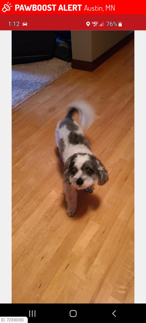 Lost Male Dog last seen Turtle Creek ests in Austin MN, Austin, MN 55912