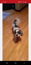 Lost Male Dog last seen Turtle Creek ests in Austin MN, Austin, MN 55912