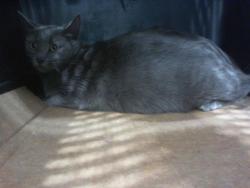 Shelter Stray Female Cat last seen CHARLOTTE, Charlotte, NC 28217