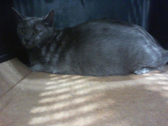 Shelter Stray Female Cat last seen CHARLOTTE, Charlotte, NC 28217