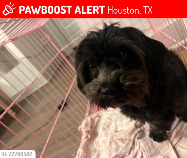 Lost Female Dog last seen s gessner rd 77071, Houston, TX 77071