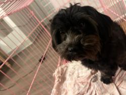 Lost Female Dog last seen s gessner rd 77071, Houston, TX 77071