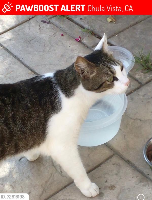 Lost Male Cat last seen Near Oakpoint Avenue, Chula Vista, CA 91913