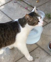 Lost Male Cat last seen Near Oakpoint Avenue, Chula Vista, CA 91913