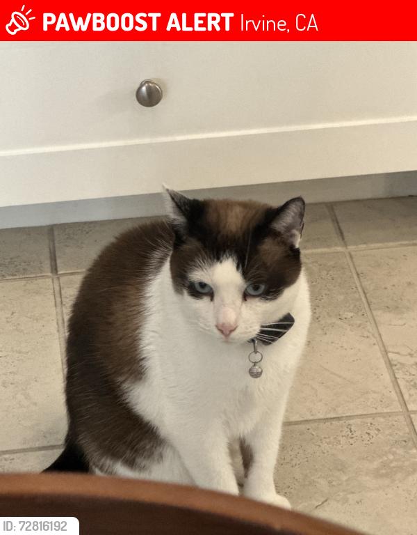 Lost Male Cat last seen Canvas and landover (Eastwood village) , Irvine, CA 92620