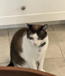 Lost Male Cat last seen Canvas and landover (Eastwood village) , Irvine, CA 92620