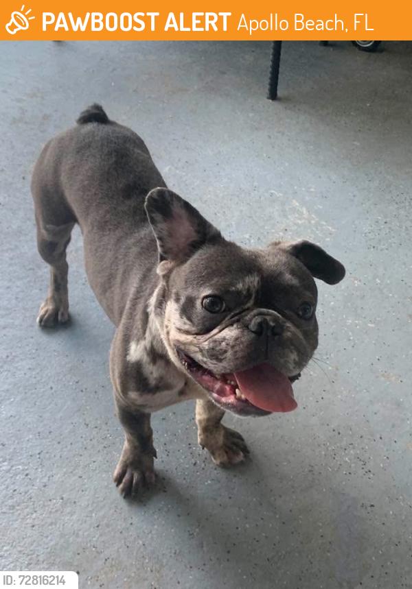 Found/Stray Male Dog last seen Covington Road & Covington Sone , Apollo Beach, FL 33572