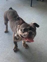 Found/Stray Male Dog last seen Covington Road & Covington Sone , Apollo Beach, FL 33572