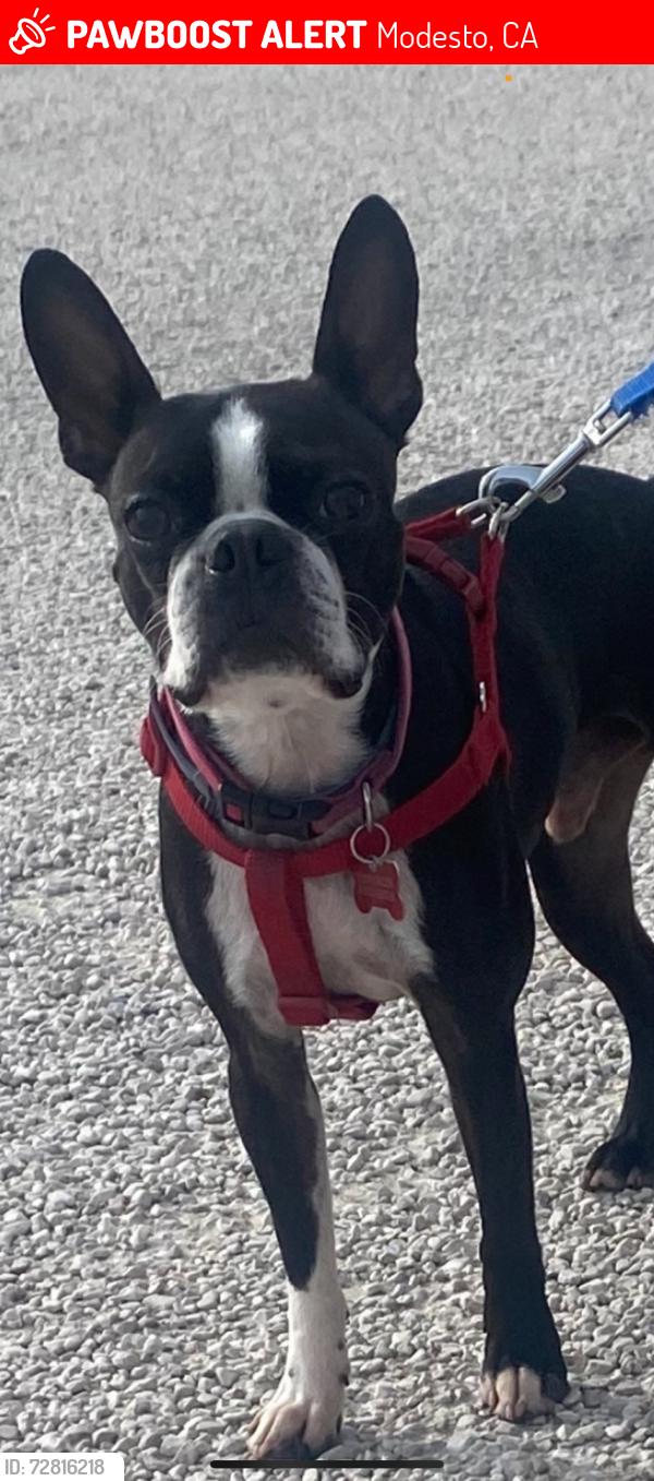 Lost Female Dog last seen Coffee Road  Modesto , Modesto, CA 95354