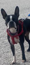 Lost Female Dog last seen Coffee Road  Modesto , Modesto, CA 95354