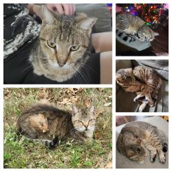 Lost Female Cat last seen Alpine Aster, San Antonio, TX 78259