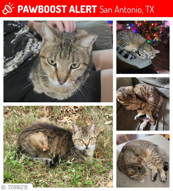 Lost Female Cat last seen Alpine Aster, San Antonio, TX 78259
