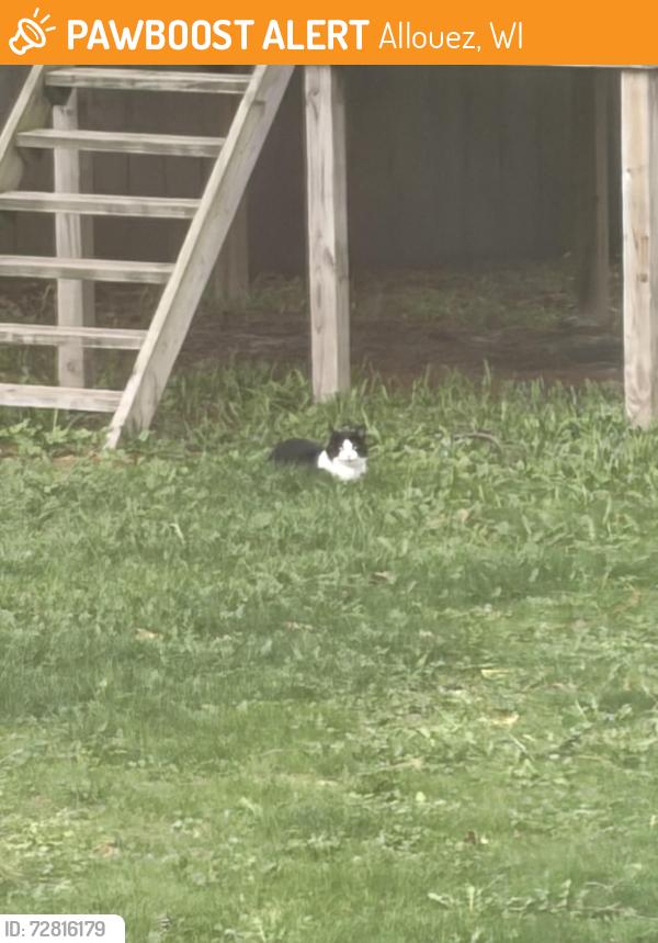 Found/Stray Unknown Cat last seen Webster Ave & Iroquois, roaming thru backyards of Webster/Martha, Allouez, WI 54301