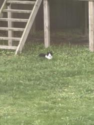 Found/Stray Unknown Cat last seen Webster Ave & Iroquois, roaming thru backyards of Webster/Martha, Allouez, WI 54301