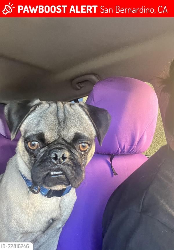 Lost Male Dog last seen Olive and Pico, San Bernardino, CA 92411