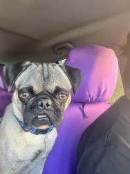 Lost Male Dog last seen Olive and Pico, San Bernardino, CA 92411