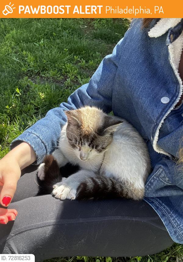 Found/Stray Unknown Cat last seen Tioga and Broad, Philadelphia, PA 19140